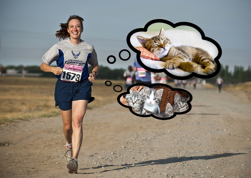 Der grosse Quiz-Marathon – danach weisst du alles über dich und deine Katzen