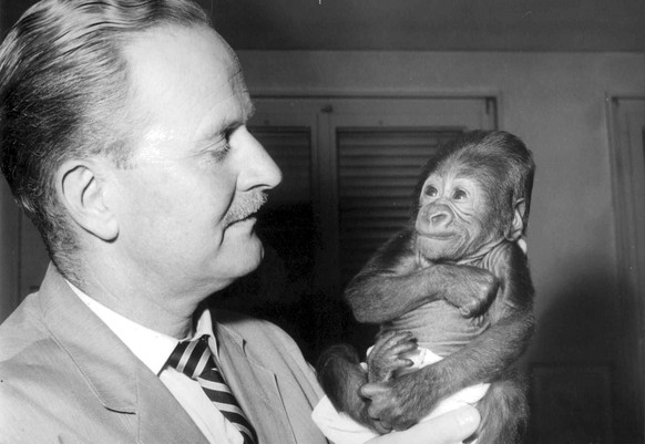 ARCHIV --- Am 26. September 1959 haelt der Basler Zoodirektor Dr. Ernst Lang das drei Tage alte Gorillababy Goma in der Hand - das erste in einem europaeischen Zoo und das weltweit zweite ueberhaupt i ...