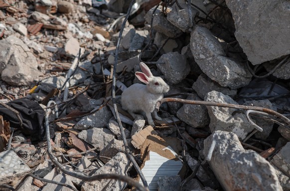 epa10485027 A rabbit stands among the rubble of a collapsed building in the aftermath of powerful earthquakes in Hatay, Turkey February 23, 2023. More than 46,000 people died and thousands more were…