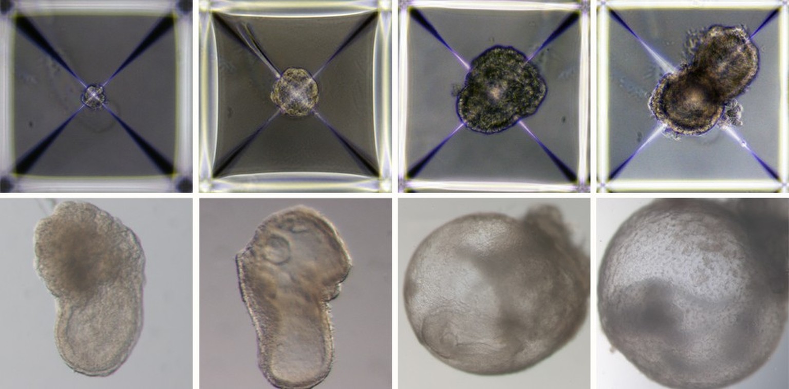 Development of synthetic embryo models from day 1 (top left) to day 8 (bottom right). All their early organ progenitors had formed, including a beating heart, an emerging blood circulation, a brain, a ...