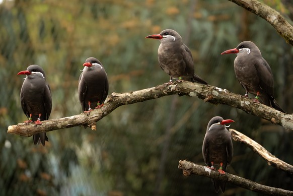 Inkaseeschwalbe Larosterna inca