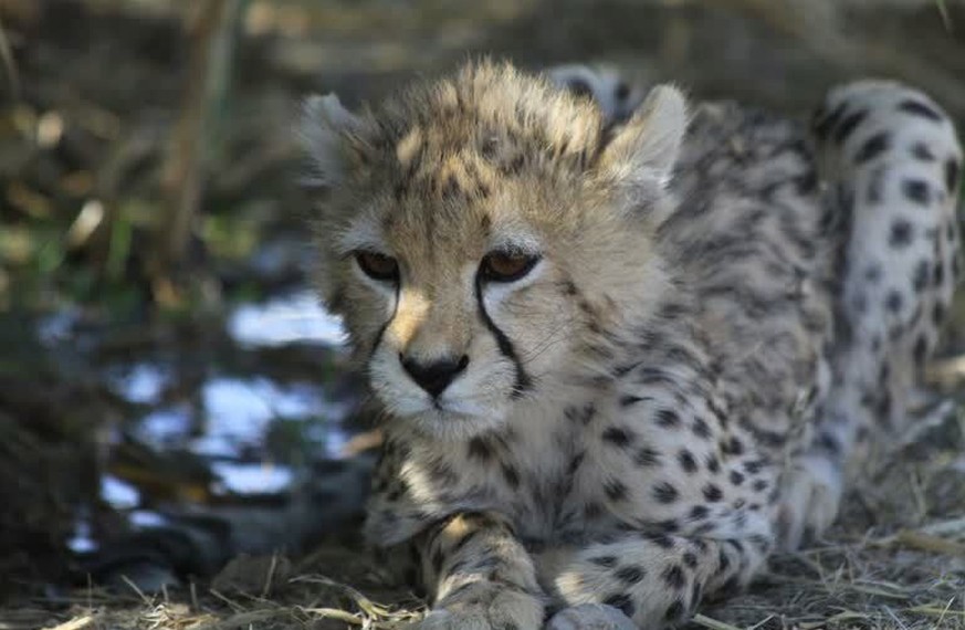 epa10494866 An undated handout photo made available by Iran&#039;s Environment Department shows, the Asiatic cheetah named Pirouz in habitat in Tehran, Iran, issued 28 February 2023. According to Iran ...