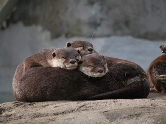 cute news animal tier otter

https://www.reddit.com/r/Otters/comments/snlr6l/zzz/