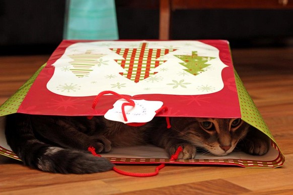 Katze Weihnachten
https://imgur.com/gallery/nKNBxDr