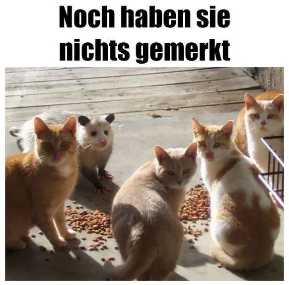 PICDUMP 431 вЂ“ dieses Jahr ist offiziell beendet! Hoi, 2023! рџҐірџЌѕ\nInkognito рџ¤Ј