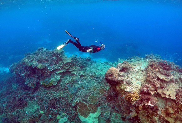 A man snorkels in an area called the &#039;Coral Gardens&#039; near Lady Elliot Island, on the Great Barrier Reef, northeast of Bundaberg town in Queensland, Australia, June 11, 2015. REUTERS/David Gr ...