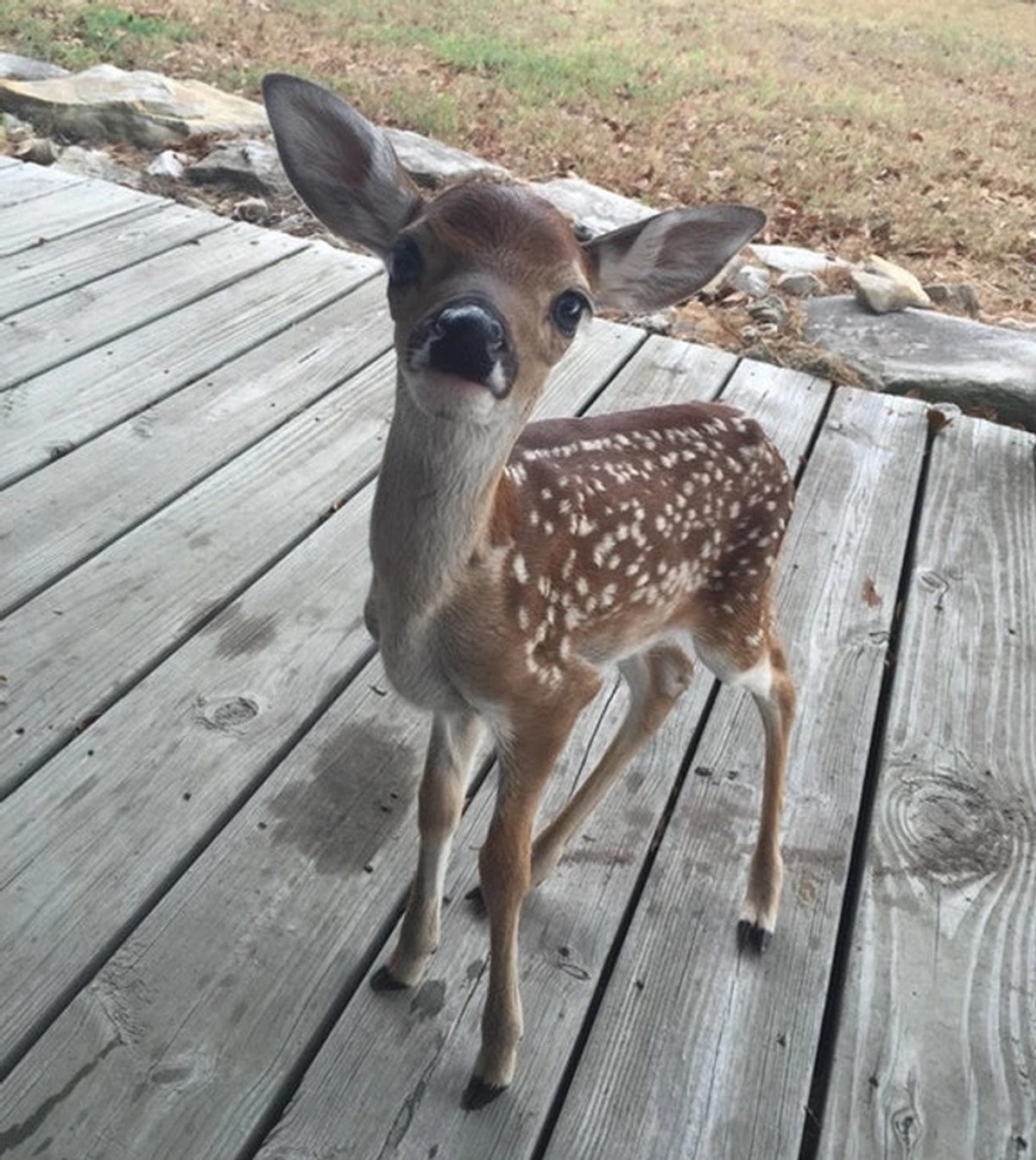 cute news tier bambi reh

https://www.reddit.com/r/Awww/comments/1evx5x8/cute_little_fawn_that_came_up_to_my_porch/