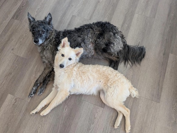 cute news tier hund mudi

https://www.reddit.com/r/rarepuppers/comments/1k5h1nh/two_freshly_washed_mudis/