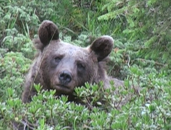 «Jurka», die Mutter der Bärin, die den Jogger tötete. Von ihr lernte die Tochter «JJ4» das problematische Verhalten gegenüber Menschen.
Screenshot «Netz Natur» ©2006 SRF Kamera: Andreas Moser