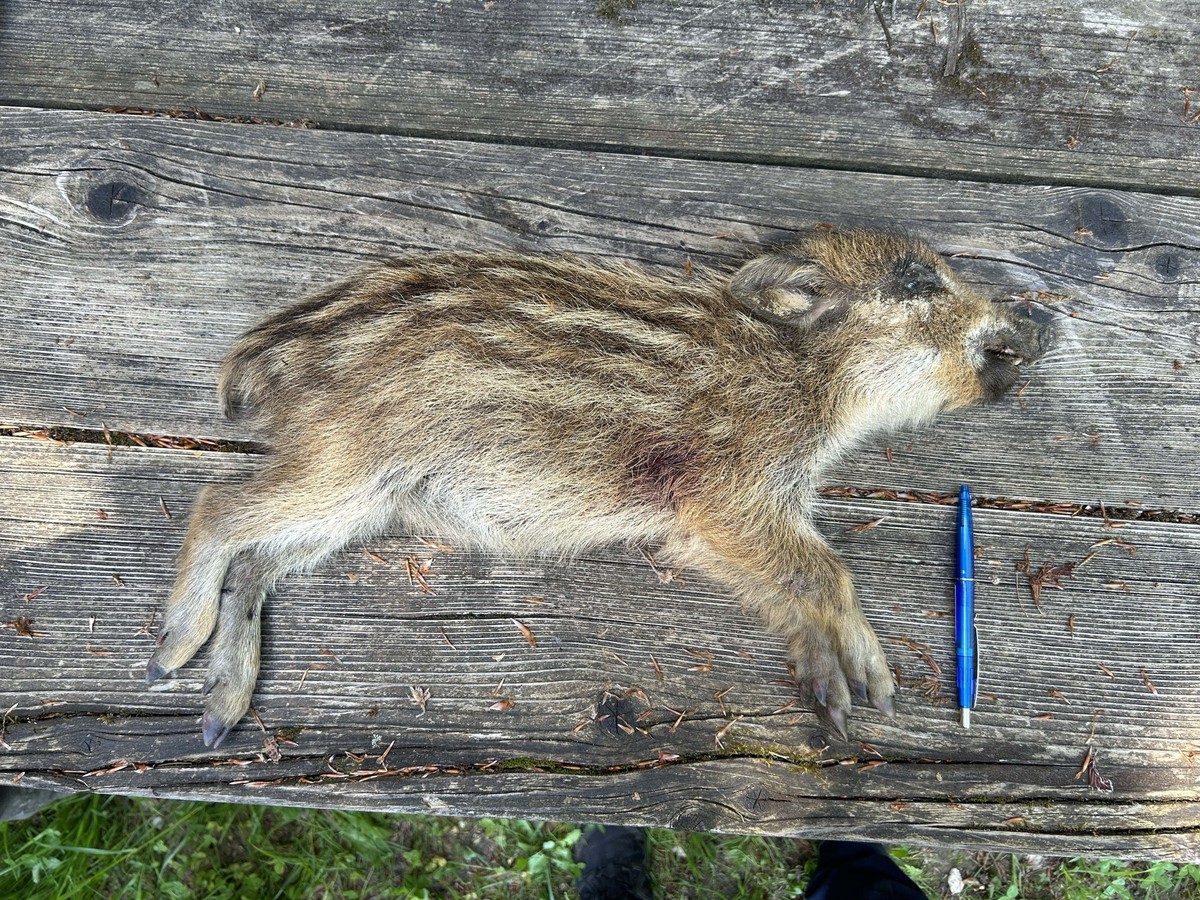 Frischling geschossen, Wildschwein