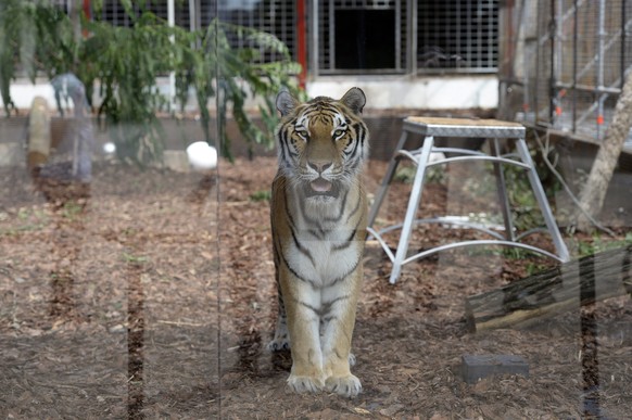 epa05383115 An tiger stands in the animal enclosure with the inscription 'eat refugees' in front of the Maxim Gorki theatre in Berlin, Germany, 22 June 2016. The theatre works with artists f ...