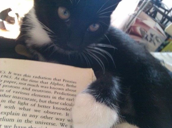 Katze lernen lesen
https://imgur.com/gallery/nsMl89L