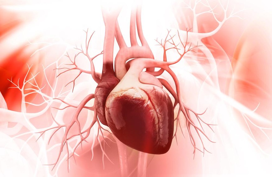 Darstellung eines menschlichen Herzens: Seltene Herzerkrankungen wie das Brugada-Syndrom oder das Panzerherz werden oft erst spät entdeckt.