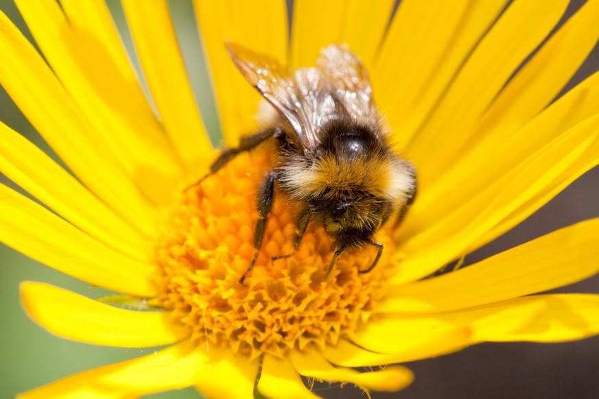 Bumblebee feeding on garden plants. Many bee species are declining across the UK. Much of this is due to a reduction in the flowers they feed on, but climate change is also playing a part as parasites ...