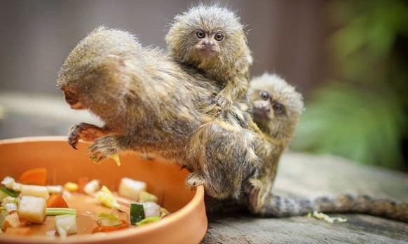 epa05650410 An undated handout picture made available by the Symbio Wildlife Park on 28 November 2016 shows three Pygmy Marmoset monkeys including an adult male, a female juvenile and a four-week-old  ...