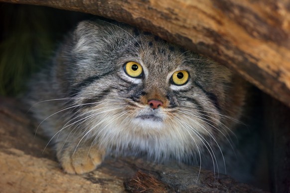 Manul