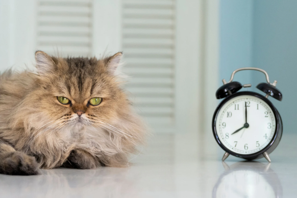 Der plötzliche Eingriff in ihren Rhythmus bringt die Tiere durcheinander.