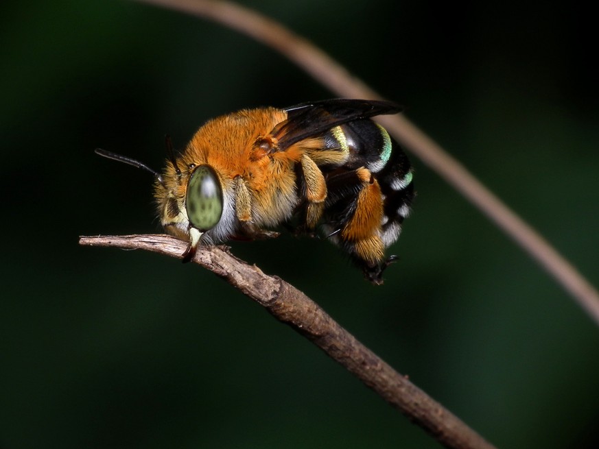 Blaugebänderte Pelzbiene