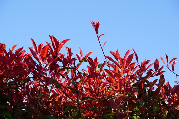 Photinia x fraseri Red Robin compact shrub and home natural hedge that can grow into a tall tree xkwx agricultural, background, blooming, blossom, border, botanical, botany, bush, colorful, decorative ...