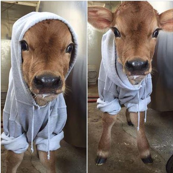 cute news kuh kalb tier

https://www.reddit.com/r/aww/comments/r64iyq/local_dairy_barn_posted_a_picture_of_their_newest/