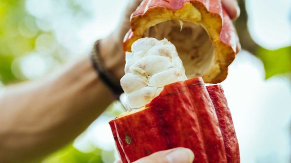 Vom Fruchtfleisch zur Feinkost: das Innere einer Kakaofrucht.