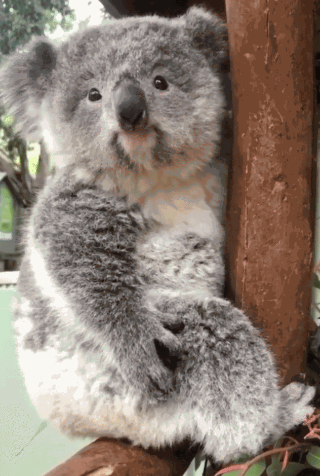 Animiertes GIF
