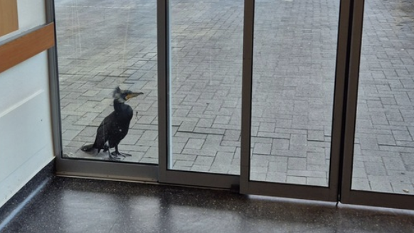 Kormoran Feuerwehr Bremen Deutschland Vogel