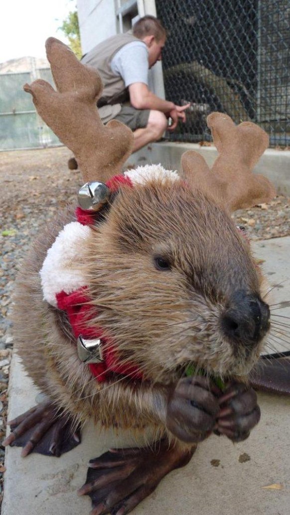 Biber mit Weihnachtsdeko.

http://cuteoverload.com/2012/12/19/congratulations-more-maxs-holidayoverload-winners/