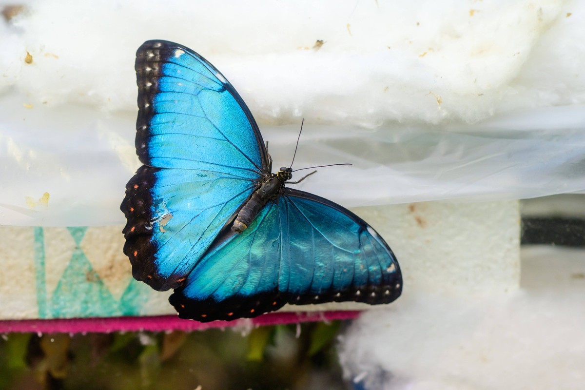 Le réchauffement climatique menace l'éclat du papillon morpho