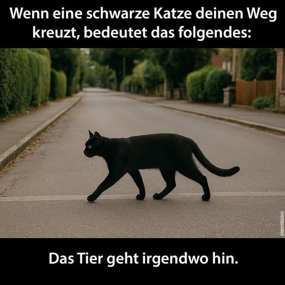 Wisst ihr, was kein Unglück bringt? 27 lustige Tierbilder\nAuch so ein Mythos. Dabei….