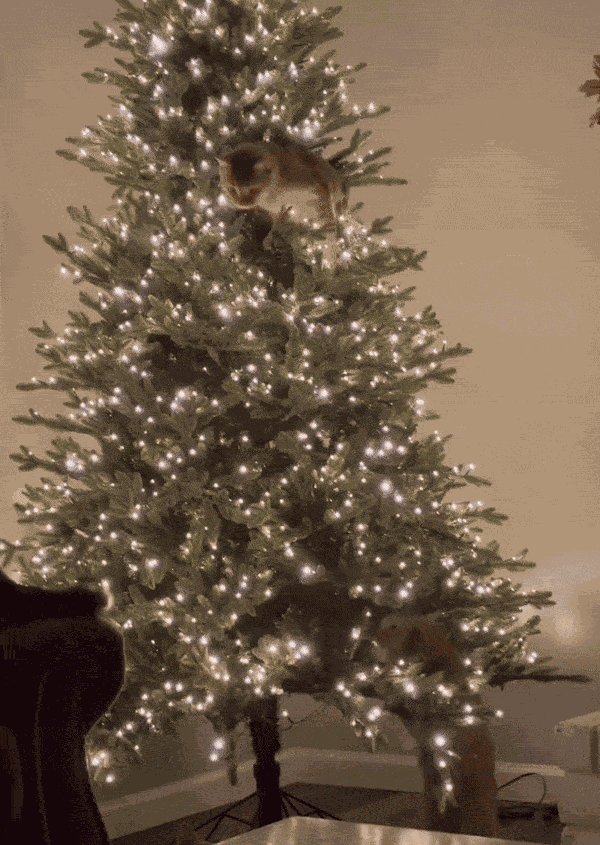 Animiertes GIF