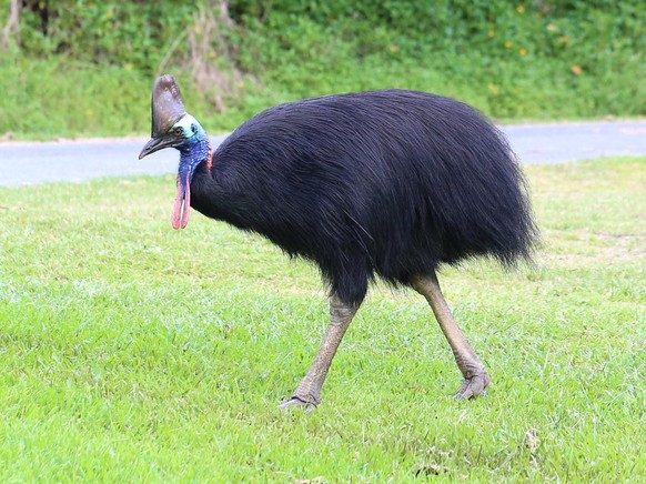 Unheimliche Bilder, in denen die Natur wieder mal ihre dunkelste Seite offenbart
