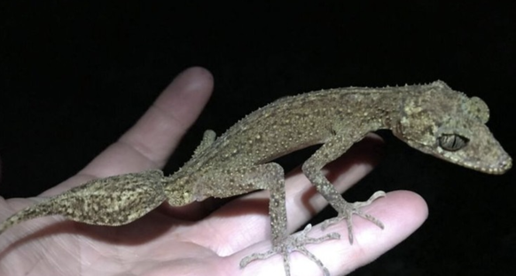 Die Geckoart "Scawfell Island Blattschwanzgecko" (Phyllurus fimbriatus) wurde in Australien neu entdeckt.