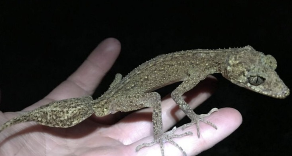 The gecko species "Scawfell Island leaf-tailed gecko" (Phyllurus fimbriatus) has been newly discovered in Australia.