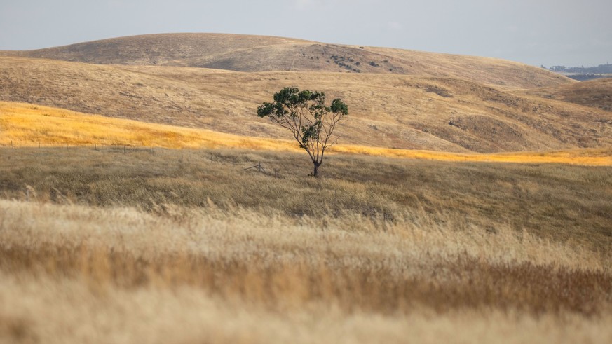 RECORD DATE NOT STATED Lone tree on an Australian farm field of dry grass at sunset with a streak of warm light. *** L?one Baum am An&amp;Verkauf australisch Hof Feld des trocken Gras im Sonnenunterga ...