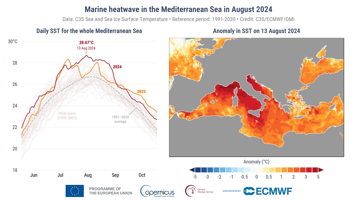 (Gauche) Températures journalières de surface de la mer (°C) pour l'ensemble de la mer Méditerranée en 2023 (orange) et 2024 (rouge), et les années précédentes depuis 1982 (gris). (Droite) Anomal ...