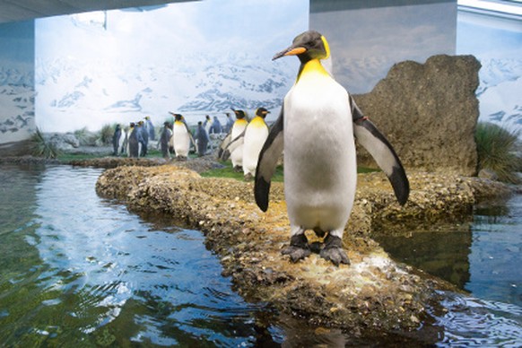 Die Königspinguine gehören im Zoo Zürich zu den beliebtesten Attraktionen.