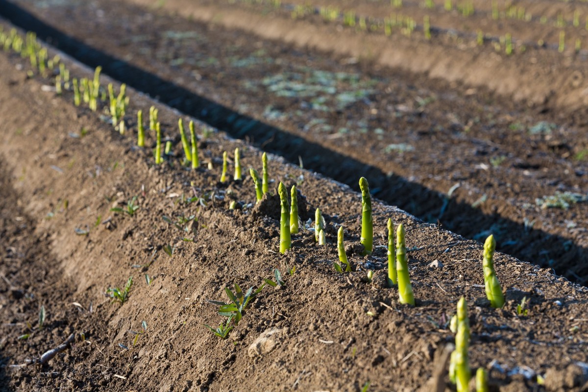 Grüner Spargel wird über der Erde geerntet,