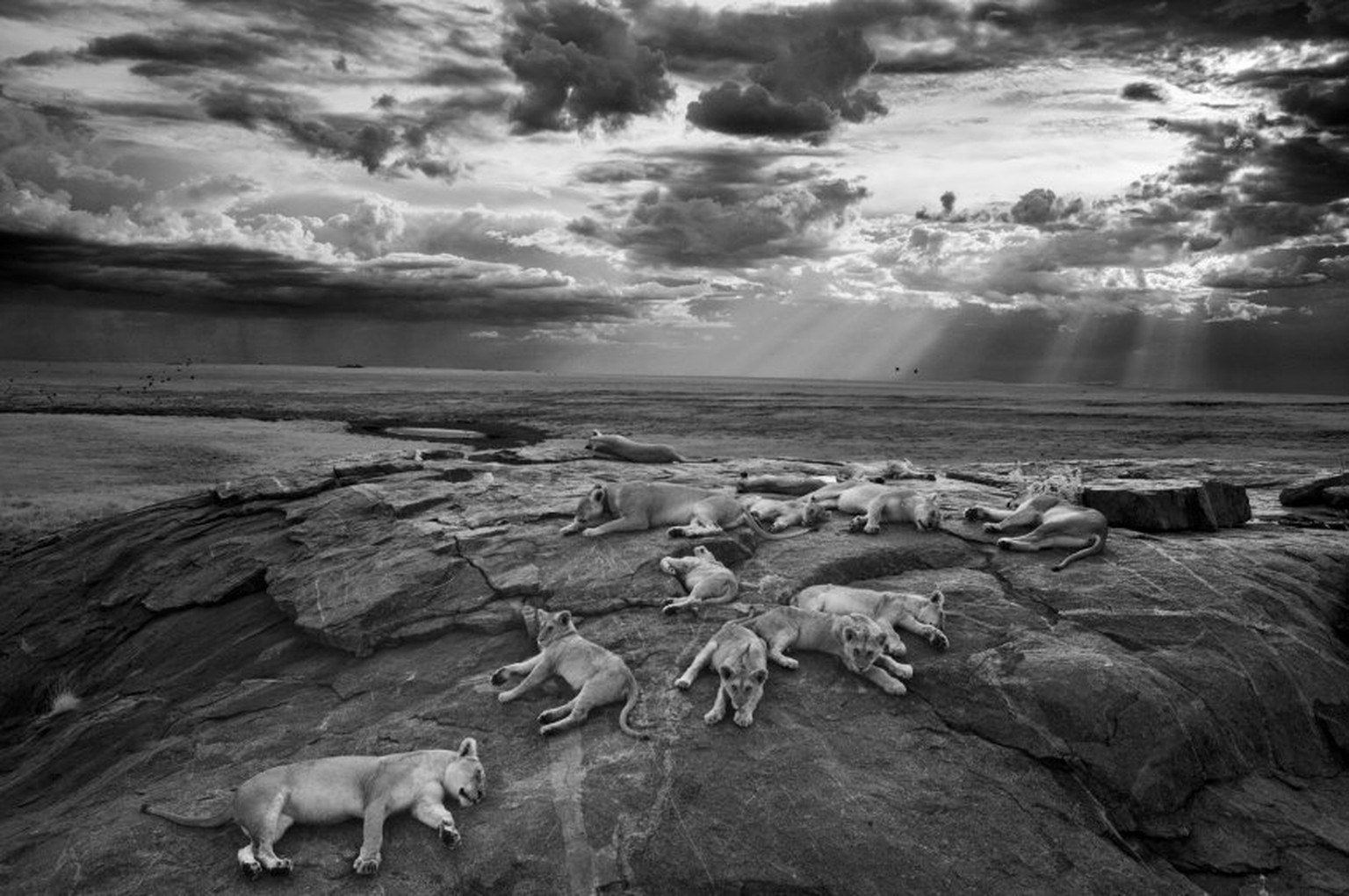 Friedlich ruhen diese Löwen in der Serengeti, doch der Schein trügt. Durch den anhaltenden Verlust des natürlichen Lebensraums schrumpft die Zahl der Tiere. Vielen Löwenpopulationen droht die Ausrottung.