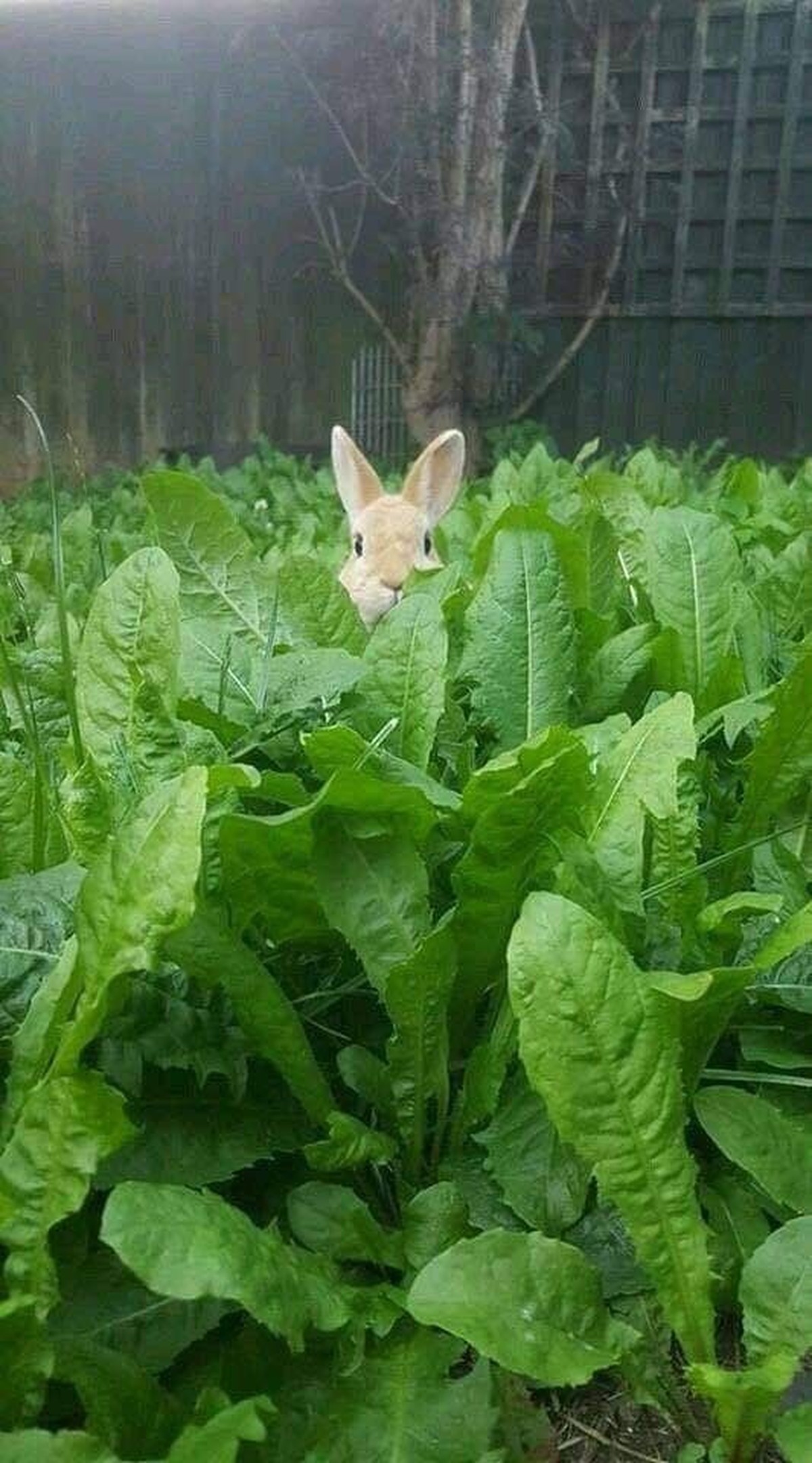 cute news tier hase

https://ch.pinterest.com/pin/1121888957201565228/