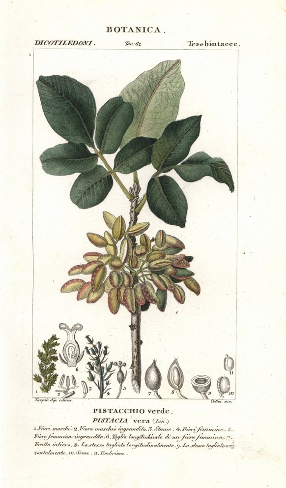 RECORD DATE NOT STATED Pistachio, Pistacia vera Pistachio, Pistacia vera. . Handcoloured copperplate stipple engraving from Jussieu s Dictionary of Natural Science, Florence, Italy, 1837. Illustration ...