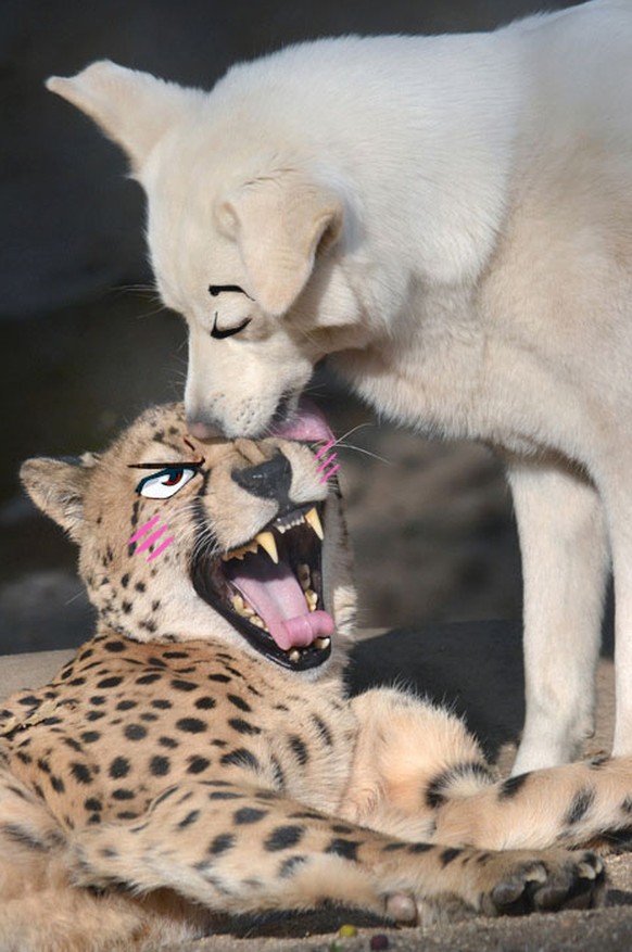 Gepard wird von Hund geküsst. Anime-Augen.
Cute News
http://imgur.com/gallery/Rv2pW