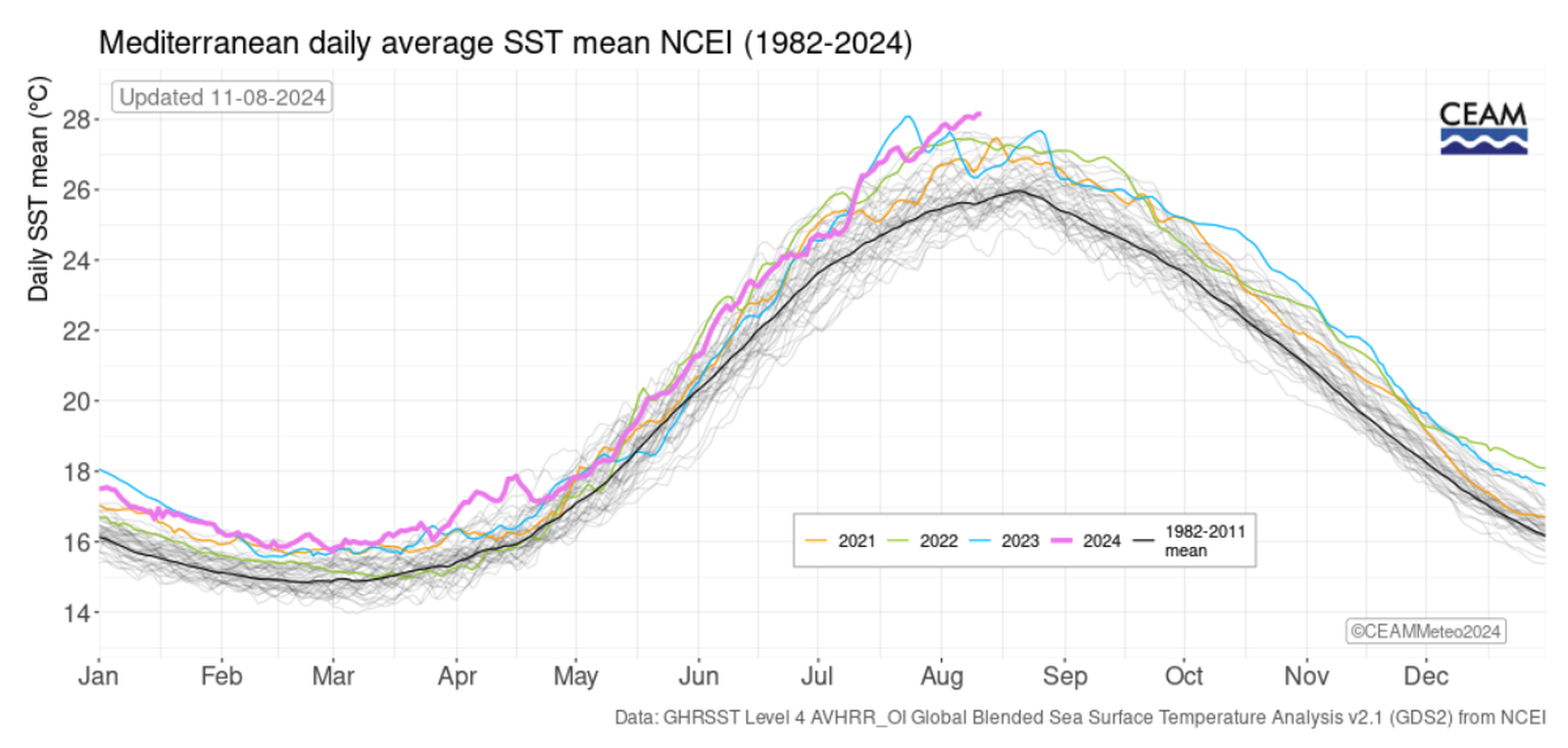Noch nie war die Temperatur der Meeresoberfläche so warm wie im August 2024.