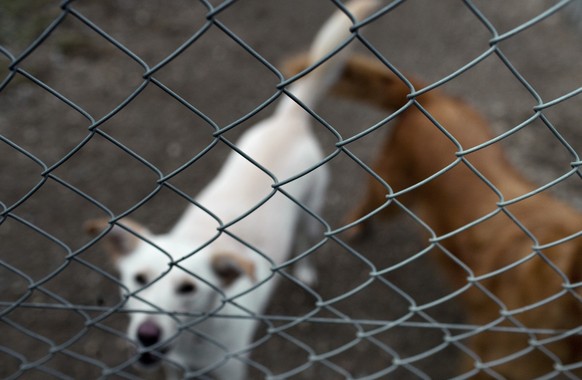 Abandoned dogs at the animal shelter Winkel in Kloten in the canton of Zurich, Switzerland, pictured on January 20, 2010. (KEYSTONE/Gaetan Bally)

Besitzerlose Hunde im Tierwaisenhaus Winkel in Kloten ...