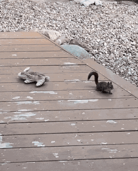 Animiertes GIF