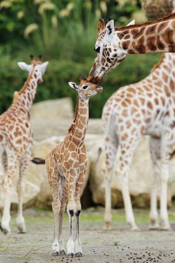 Süsse Giraffe in den Cute News