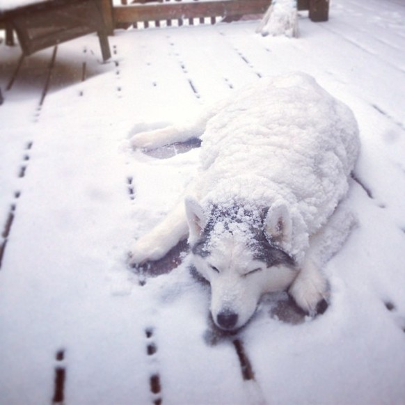 Hund Schnee
Cute News
https://imgur.com/gallery/yyUgxch