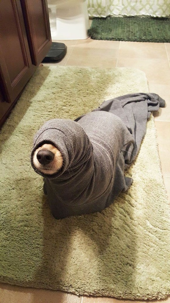 Über 40 lustige Tiere, die deine gute Laune auf ein neues Level heben
Gut.
Hier ist noch 1
