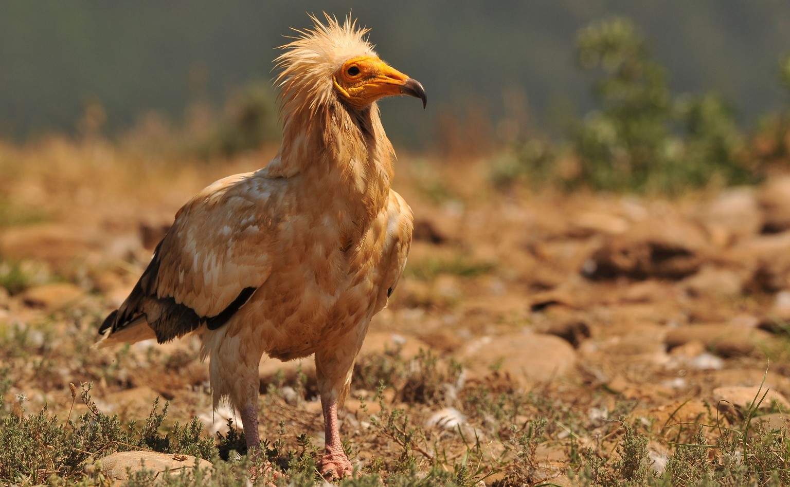 RECORD DATE NOT STATED A closeup shot of a brown Egyptian vulture looking forward standing on the rocky land in the field *** einer closeupe erschossen des einer braune