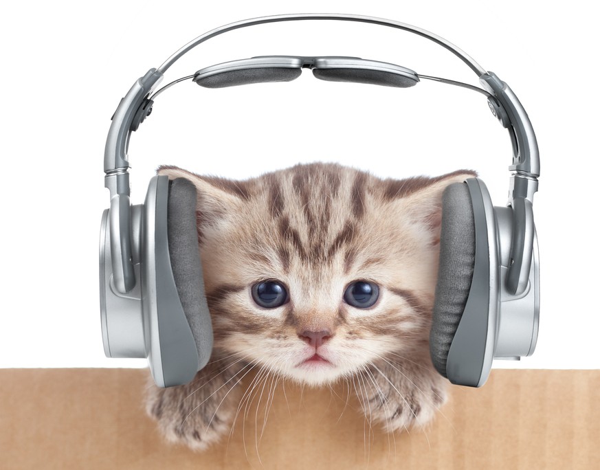 Mögen Katzen Musik? Und wenn ja, welche?